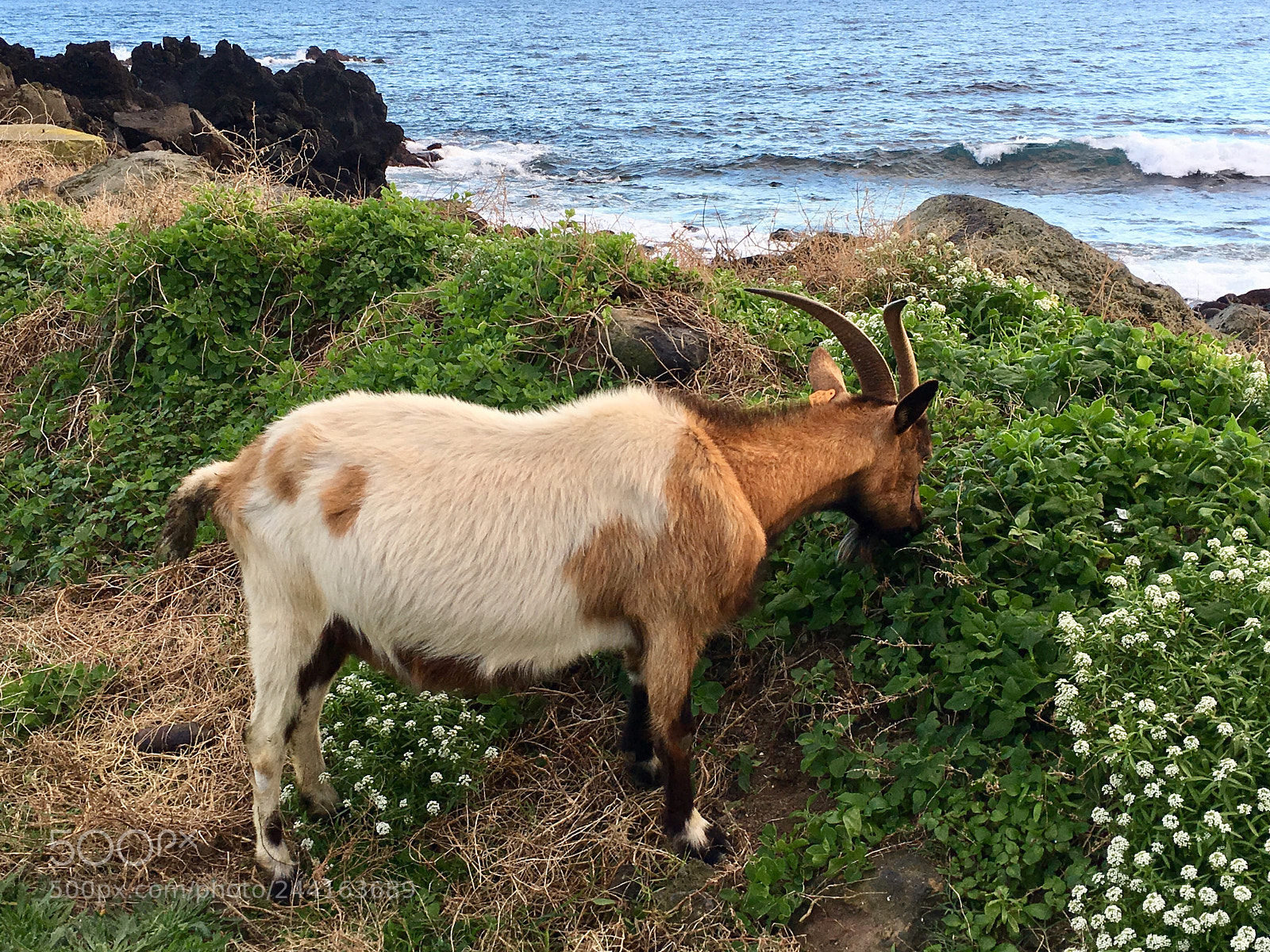 Apple iPhone 6s Plus sample photo. Wild goat photography