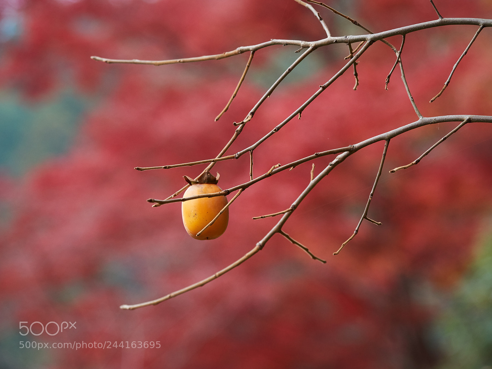 Olympus OM-D E-M5 II sample photo. Persimmon photography