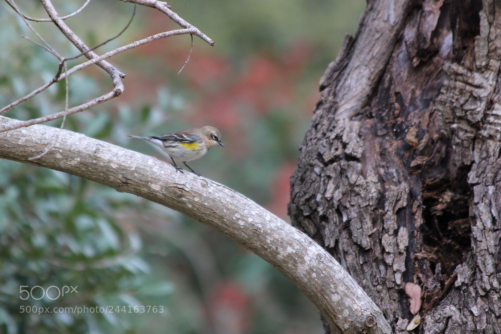 Canon EOS 1300D (EOS Rebel T6 / EOS Kiss X80) sample photo. Lesser goldfinch photography