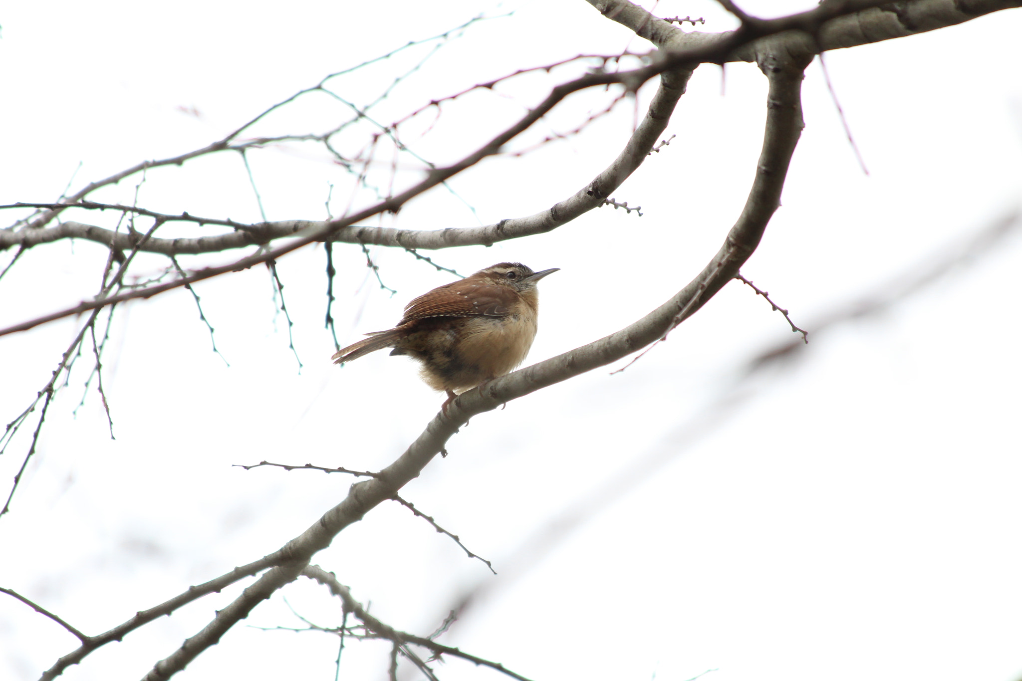Canon EF 70-300mm F4-5.6 IS USM sample photo. Bewick's wren photography