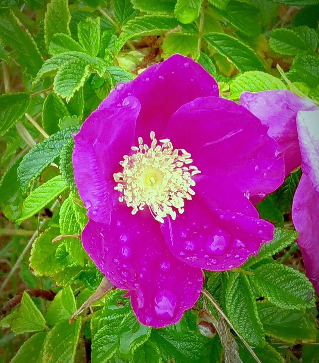 ASUS ZenFone 3 (ZE552KL) sample photo. Flowers and rain photography