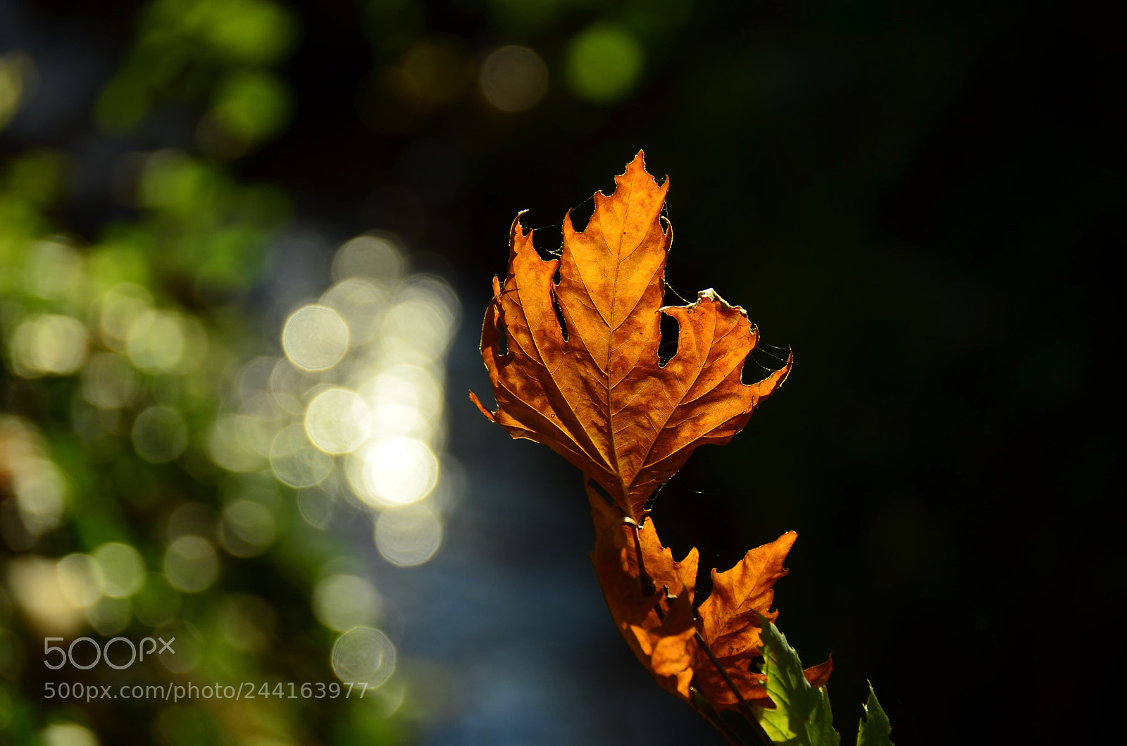 Nikon D5100 sample photo. Untitled photography