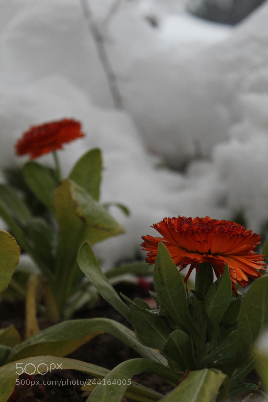 Canon EOS 1300D (EOS Rebel T6 / EOS Kiss X80) sample photo. Tiny flowers! photography