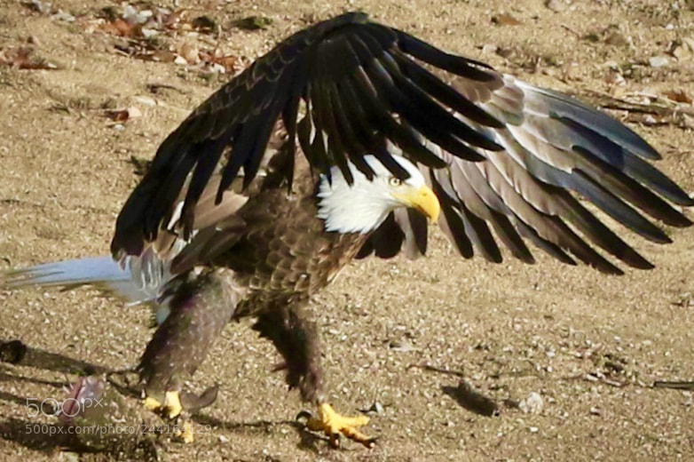 Canon EOS 7D Mark II sample photo. Landing photography