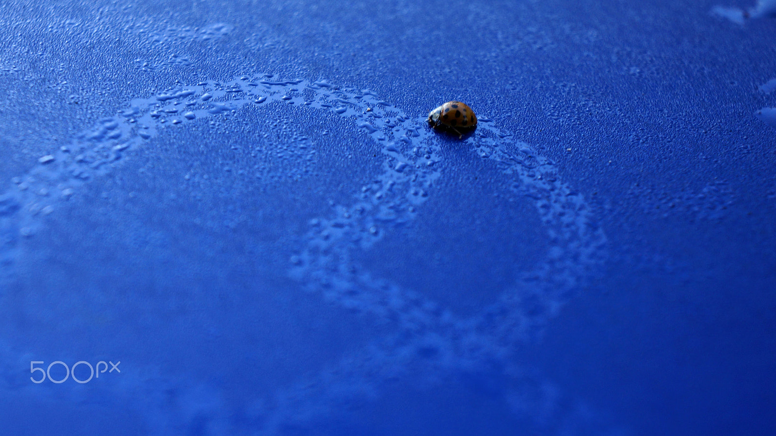 Sony E 18-55mm F3.5-5.6 OSS sample photo. Ladybug tracks photography