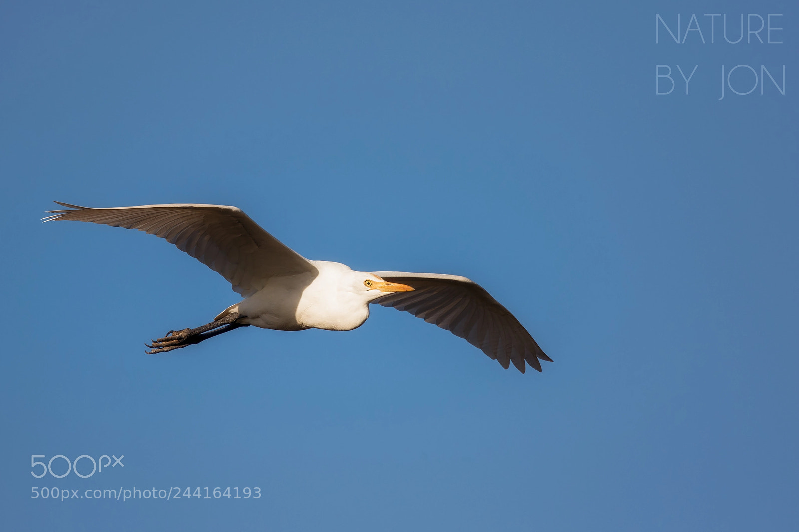 Canon EOS 7D Mark II sample photo. Cattle egret photography
