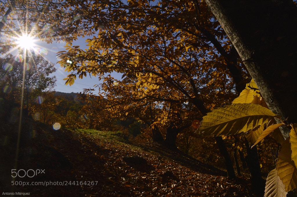 Nikon D3200 sample photo. Rincones del genal photography