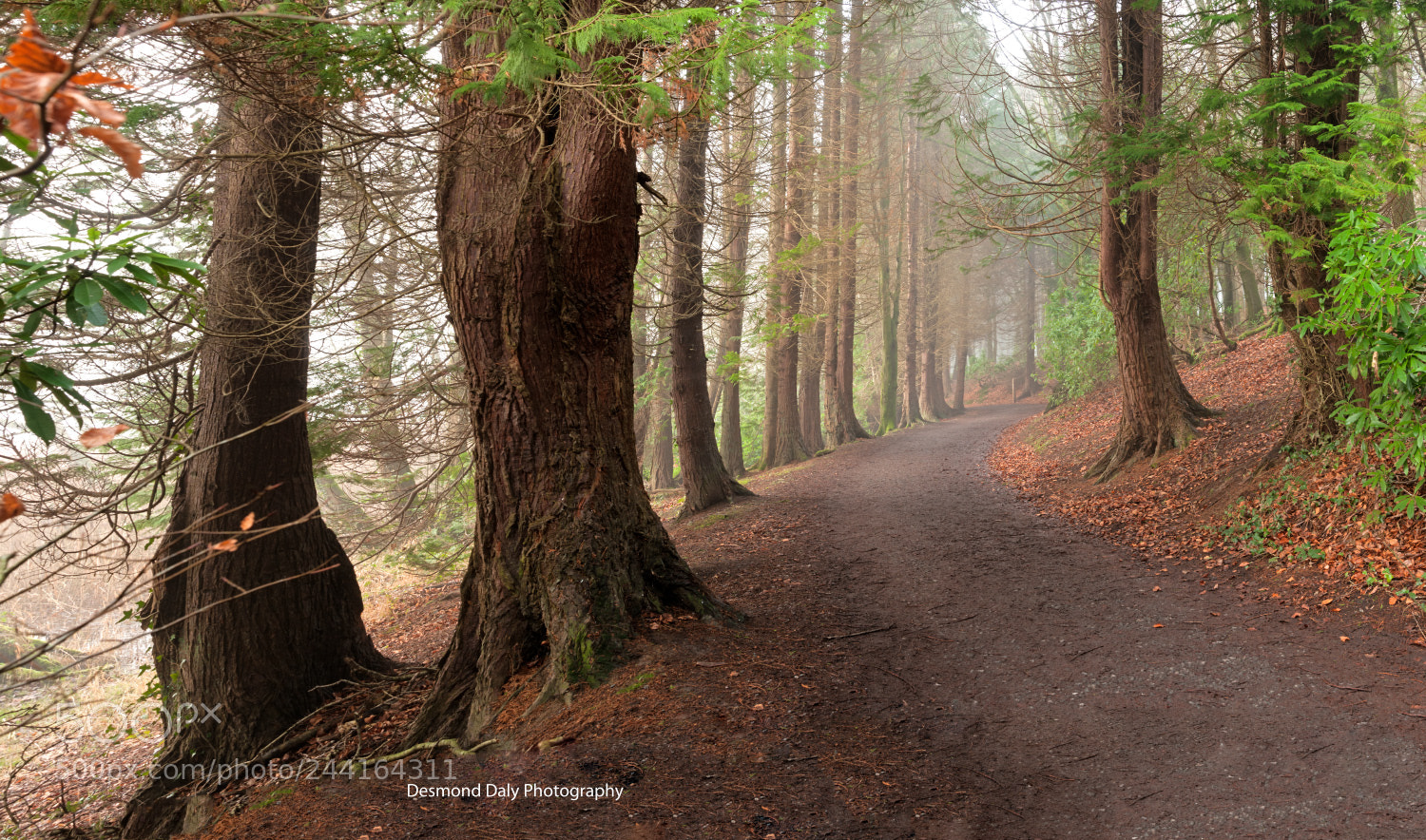 Nikon D300 sample photo. Foggy path photography