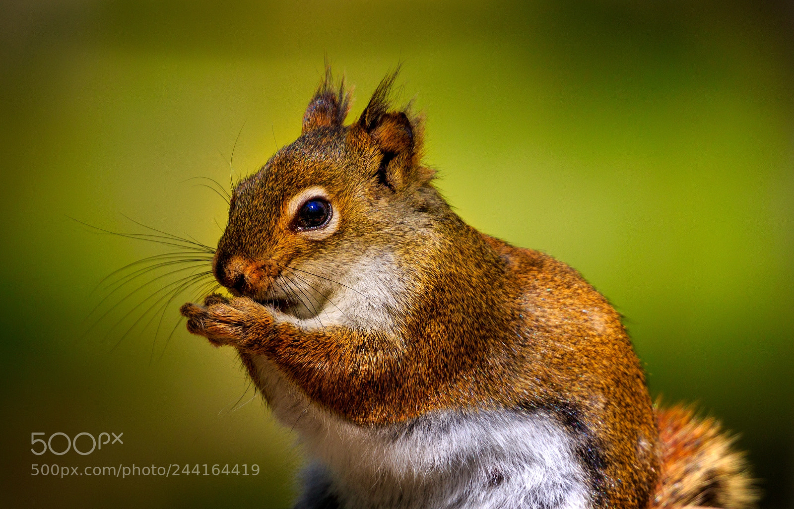 Canon EOS 7D Mark II sample photo. Red squirrel closeup photography