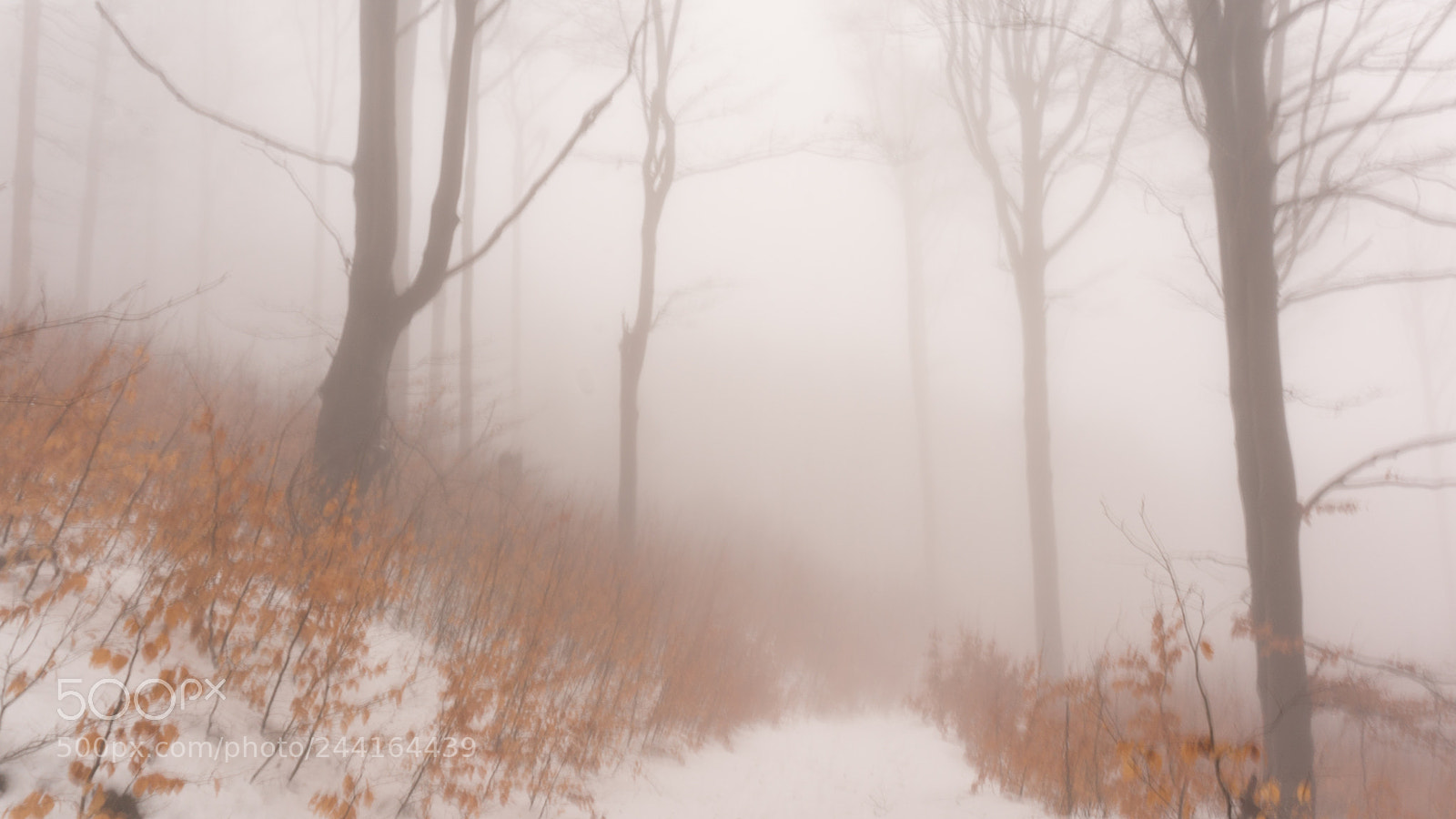 Sony Alpha NEX-6 sample photo. Forest @oybin photography