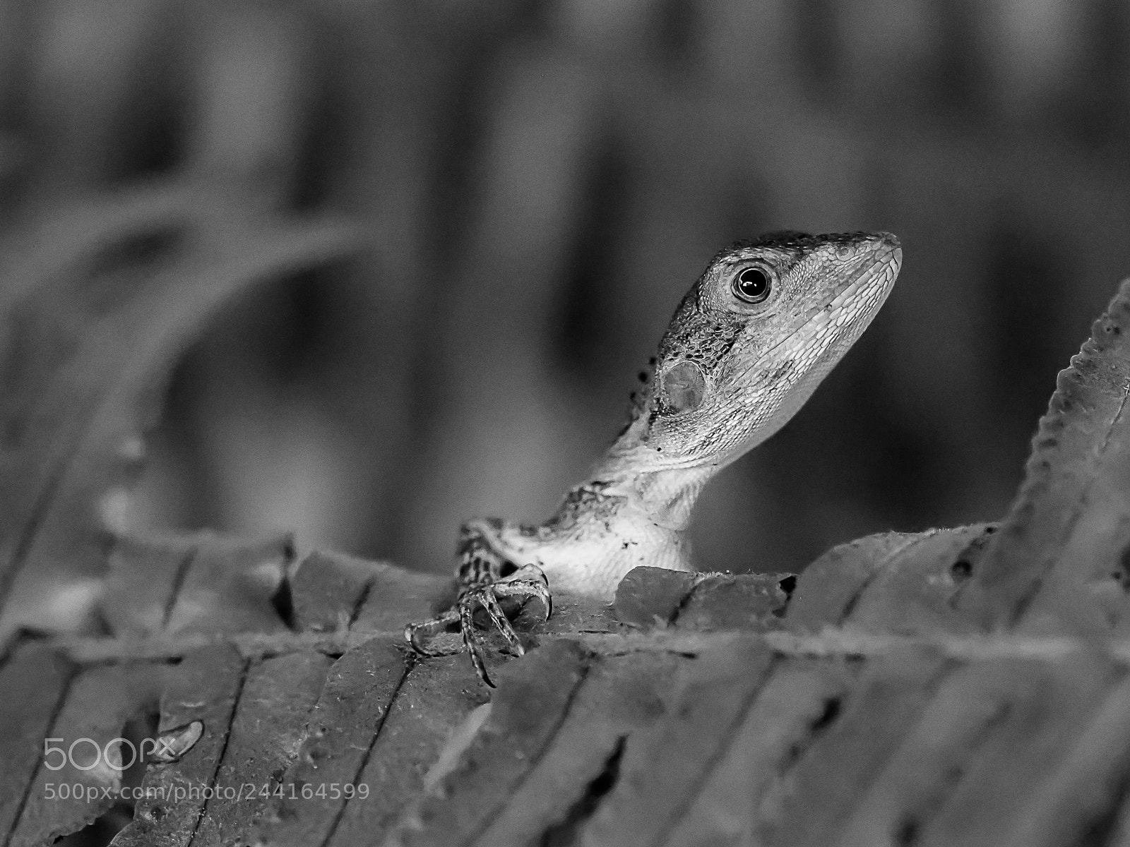 Olympus OM-D E-M1 Mark II sample photo. Lophognathus gilberti photography
