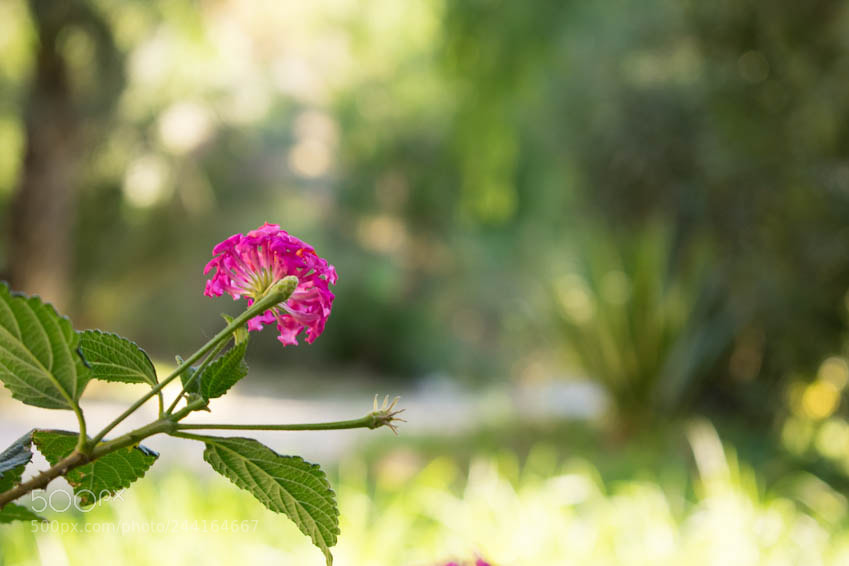 Nikon D3400 sample photo. A lonely pink flower photography