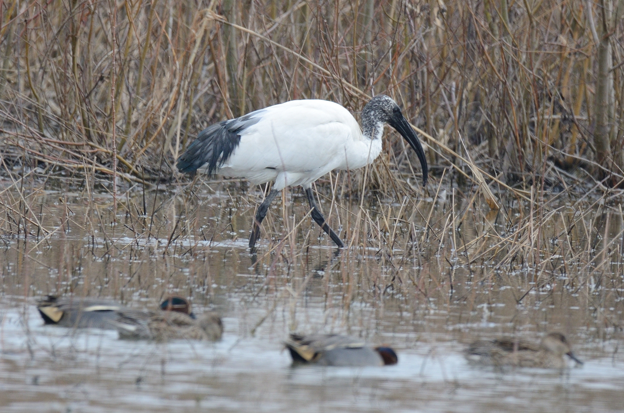 Nikon D7000 sample photo. Ibis australiano photography