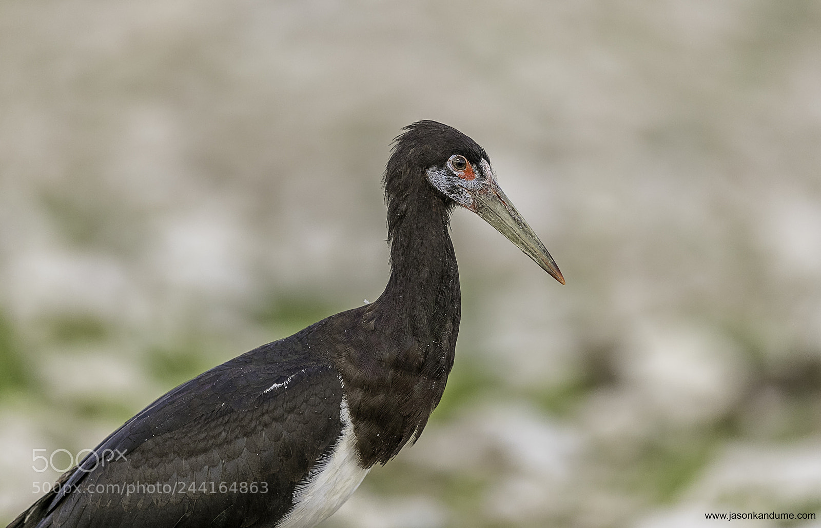 Canon EOS-1D X Mark II sample photo. Abdim's stork photography