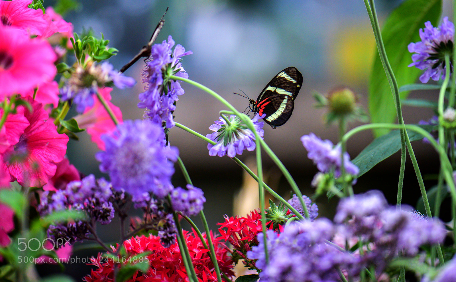 Nikon D810 sample photo. Butterfly. photography
