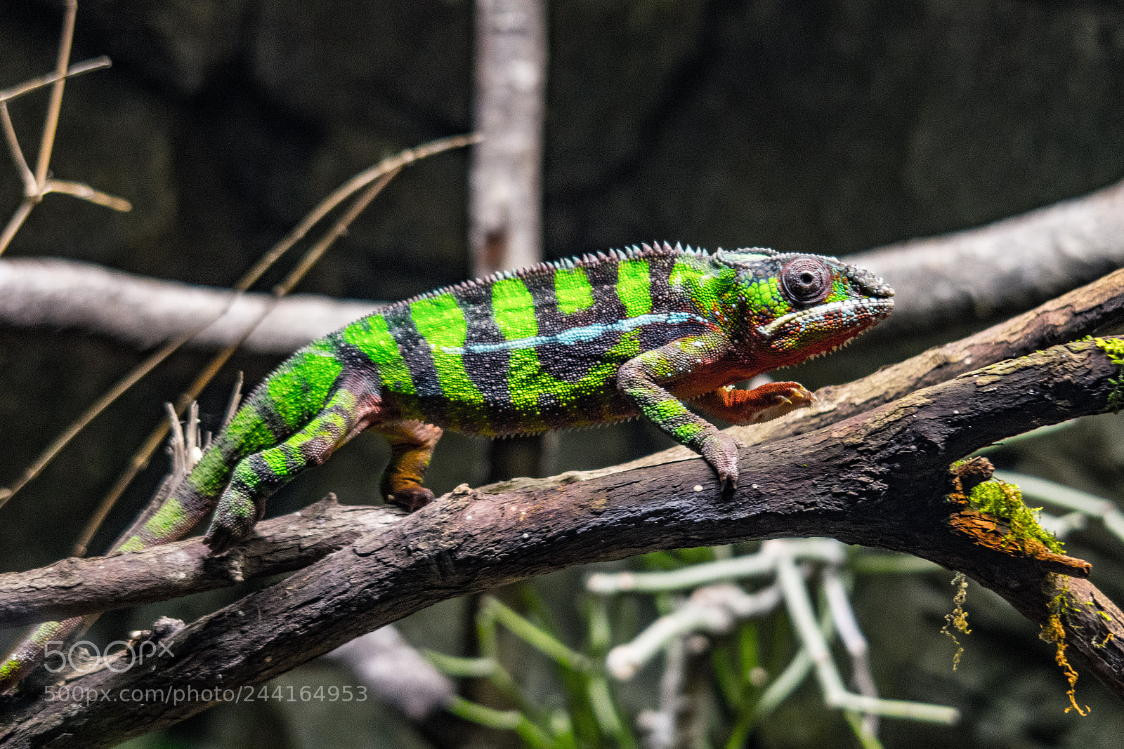 Canon PowerShot G7 X sample photo. A beautiful chameleon photography