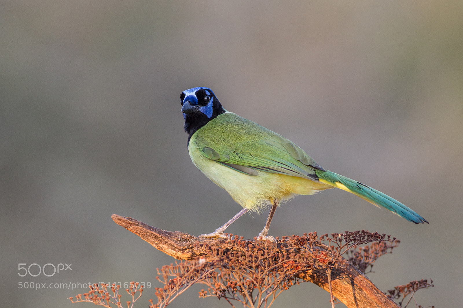 Canon EOS-1D Mark IV sample photo. Green jay photography