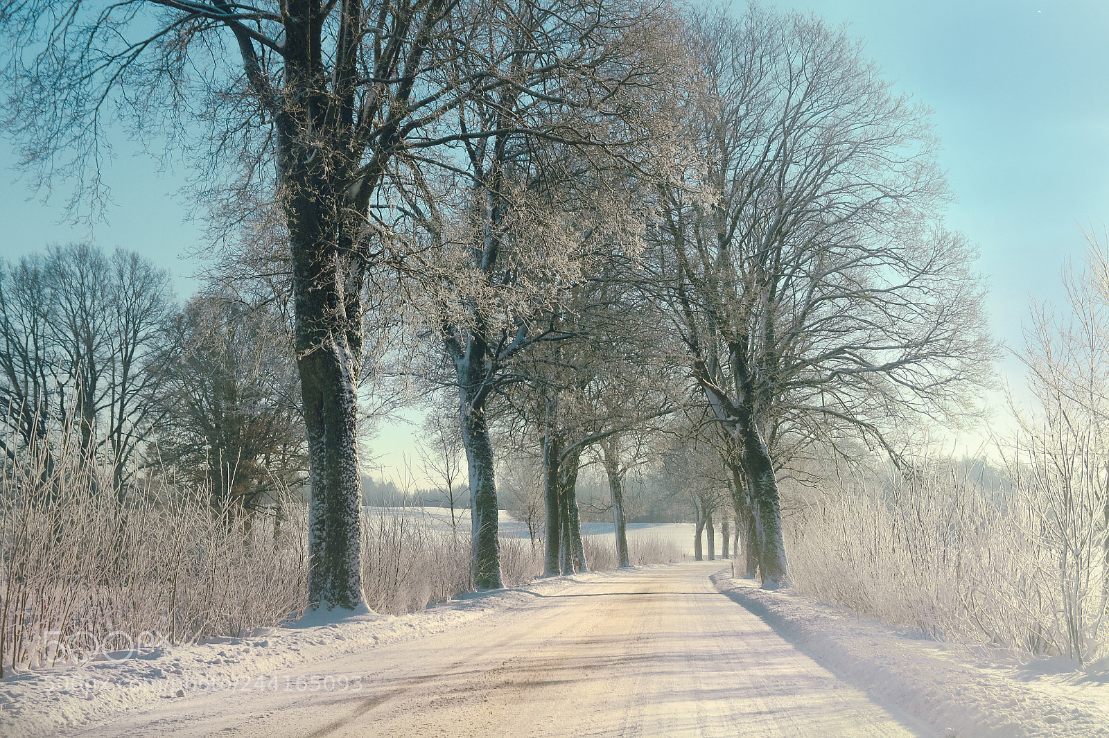 Sony Alpha DSLR-A550 sample photo. Winter photography