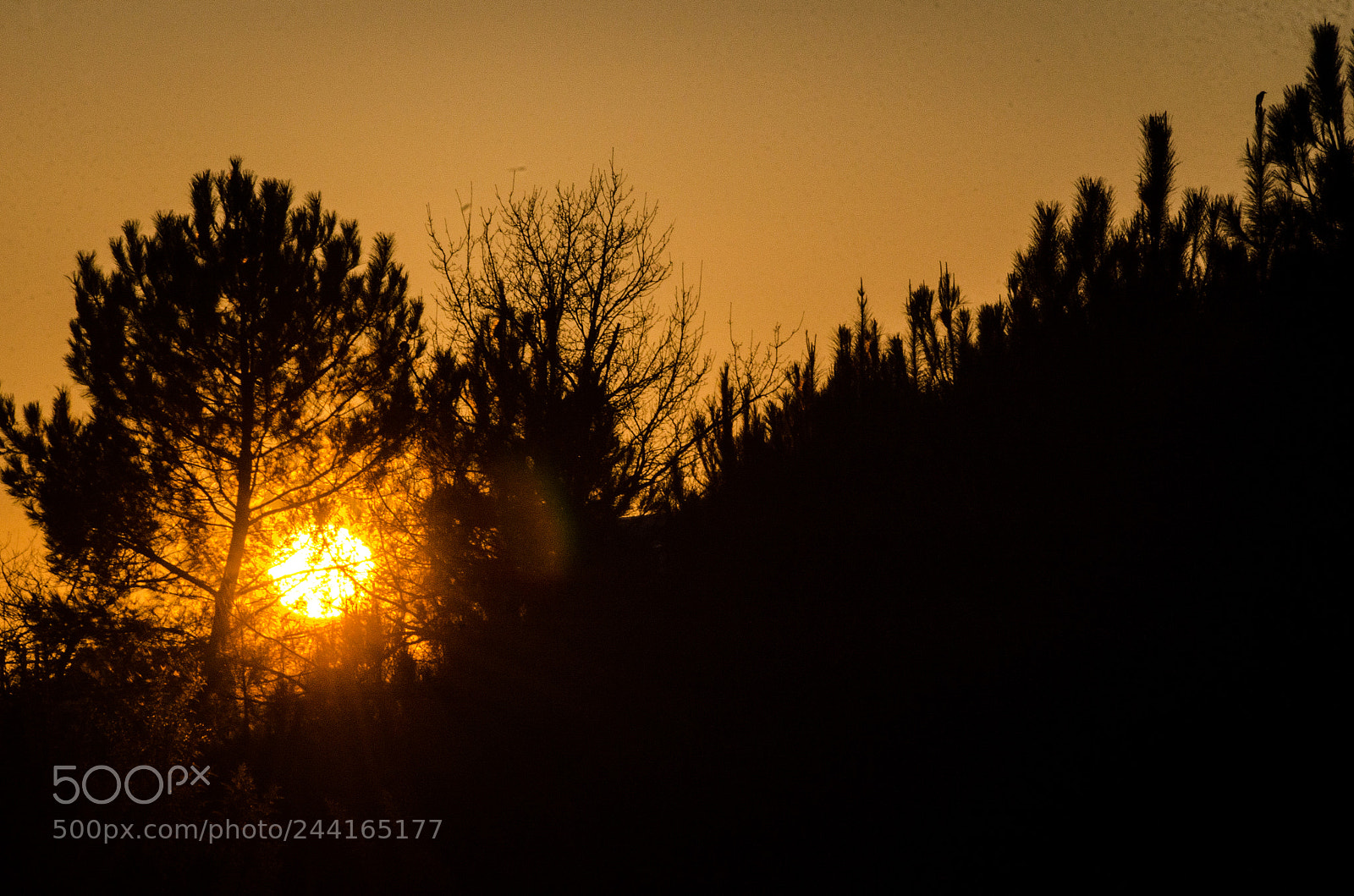 Nikon D5100 sample photo. Cache-cache avec le soleil photography