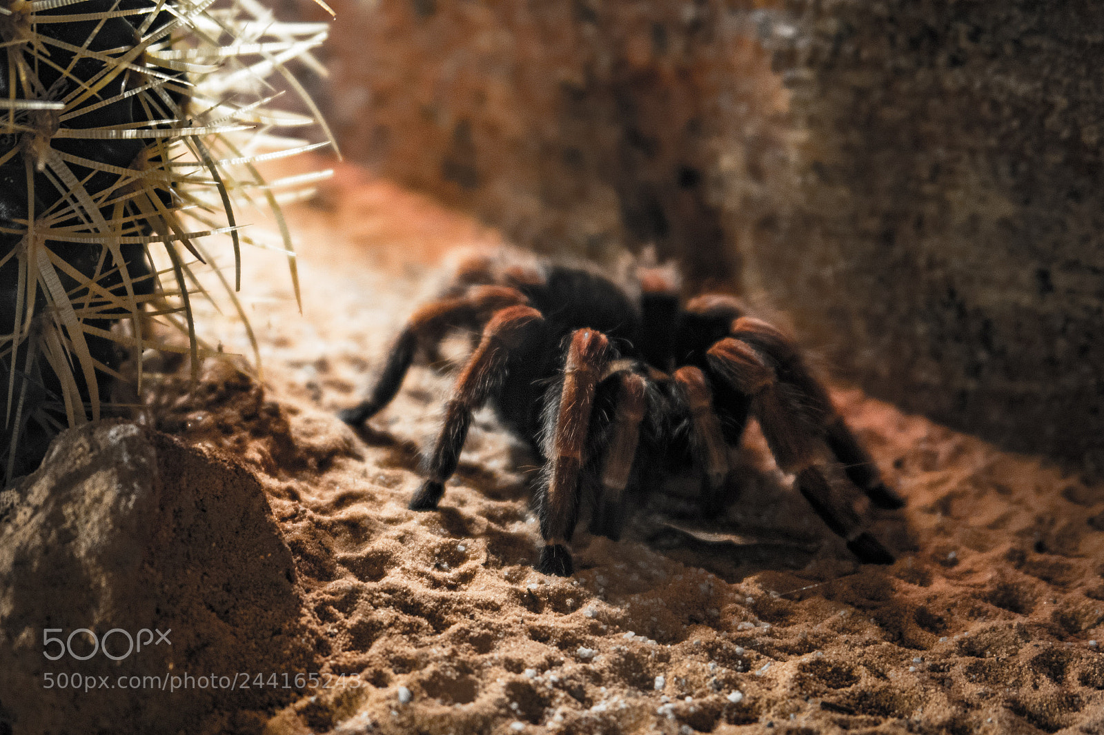Canon PowerShot G7 X sample photo. A red knee tarantula photography
