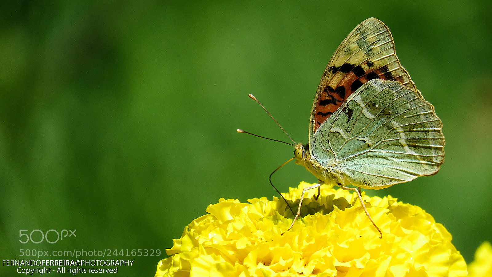 Canon PowerShot SX60 HS sample photo. Borboleta pandora (argynnis pandora) photography