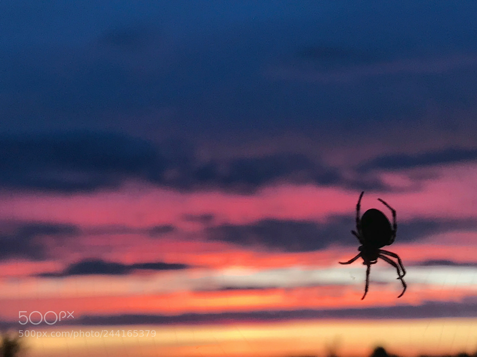 Apple iPhone 7 sample photo. The spider at the photography