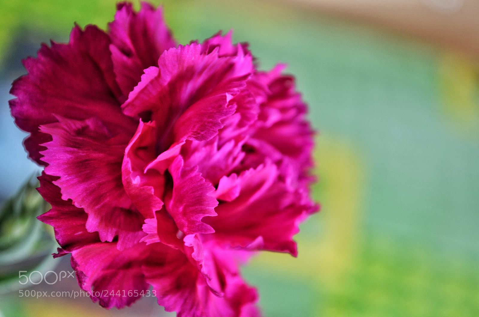 Nikon D5100 sample photo. Pink flower photography