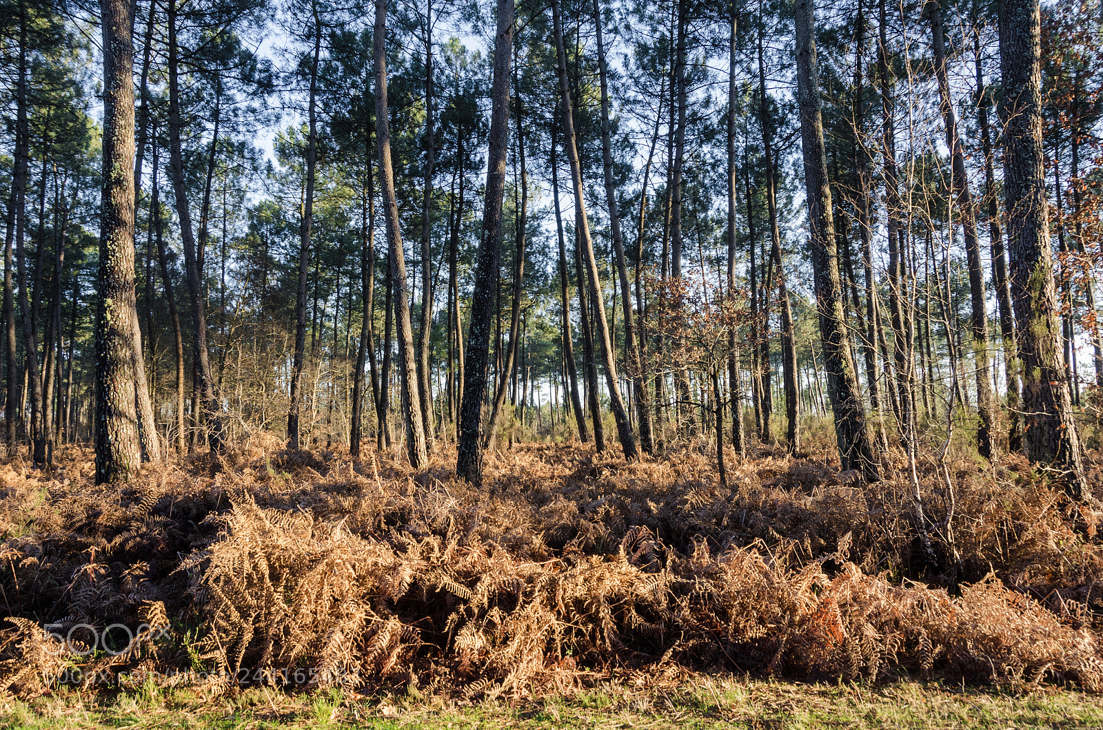 Nikon D5100 sample photo. La foret photography