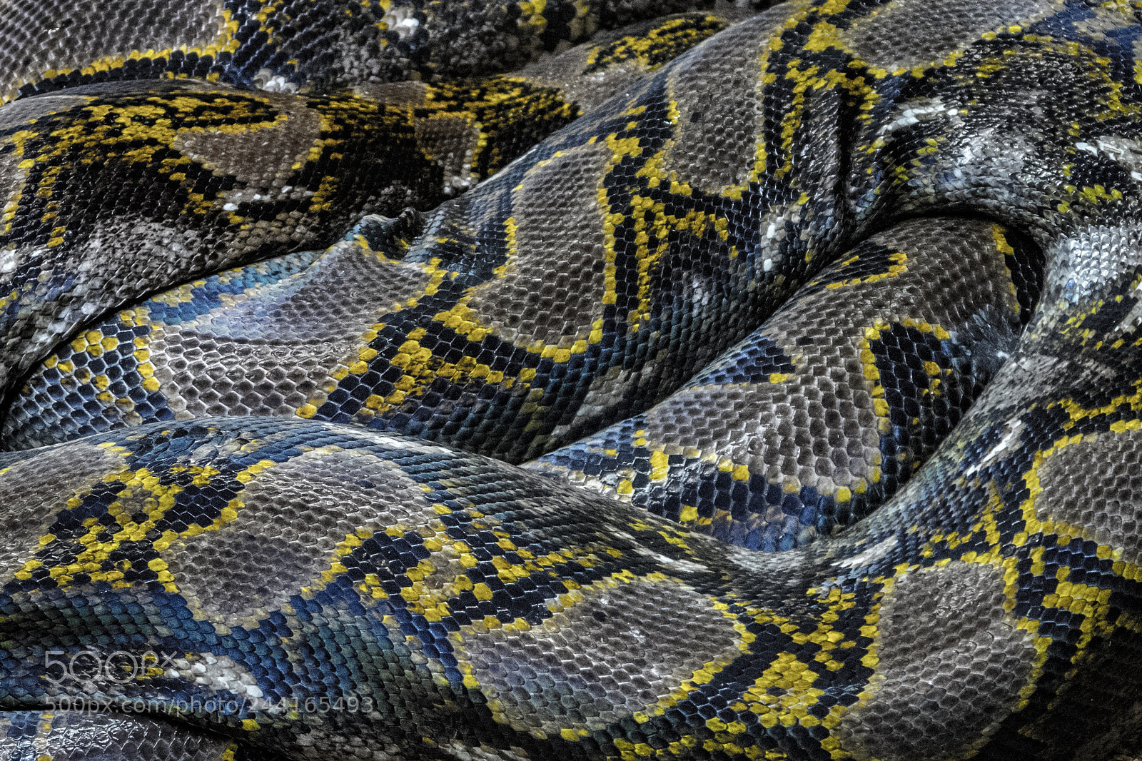 Canon PowerShot G7 X sample photo. The mesmerising pattern of photography