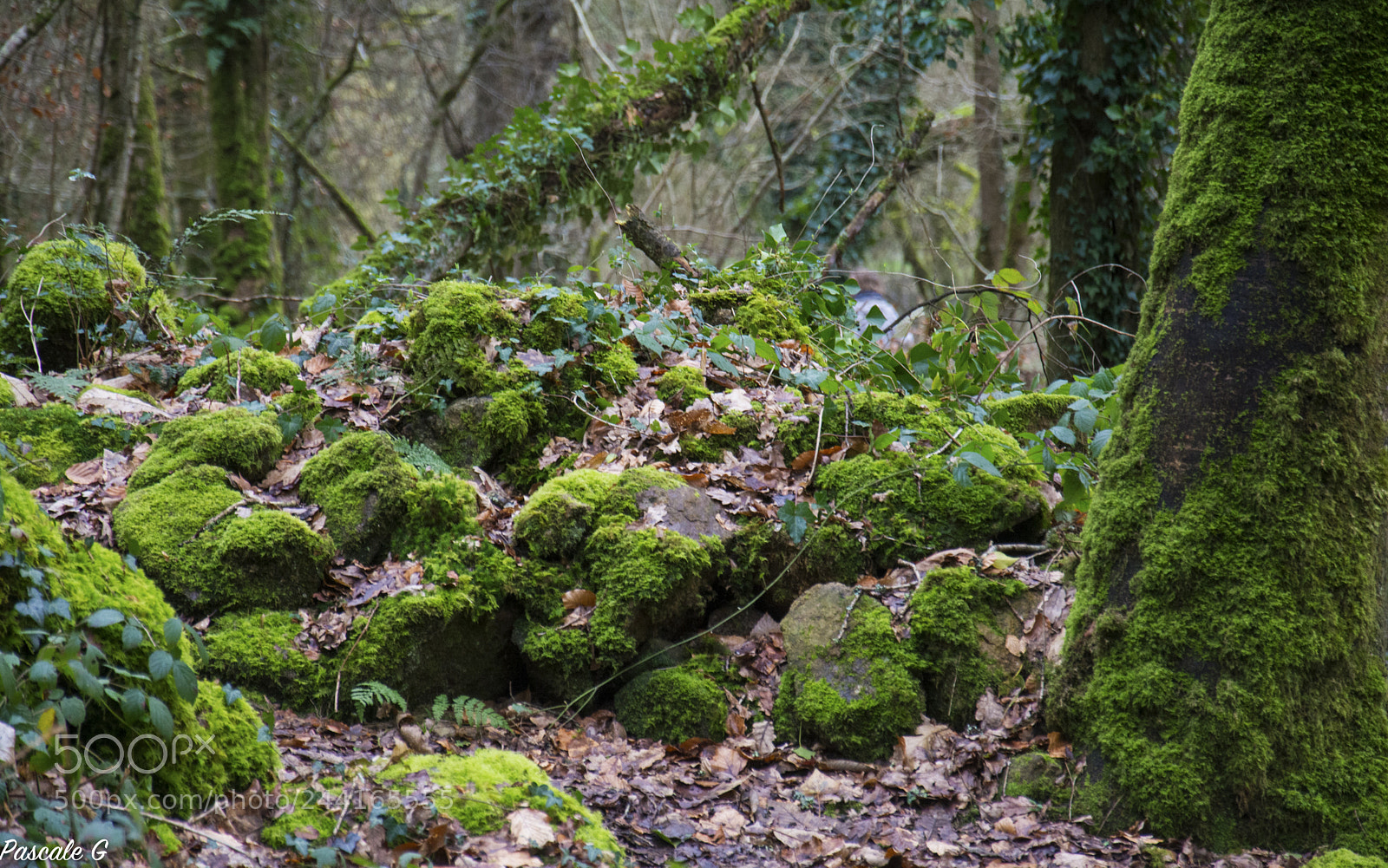 Nikon D7100 sample photo. Stacked photography