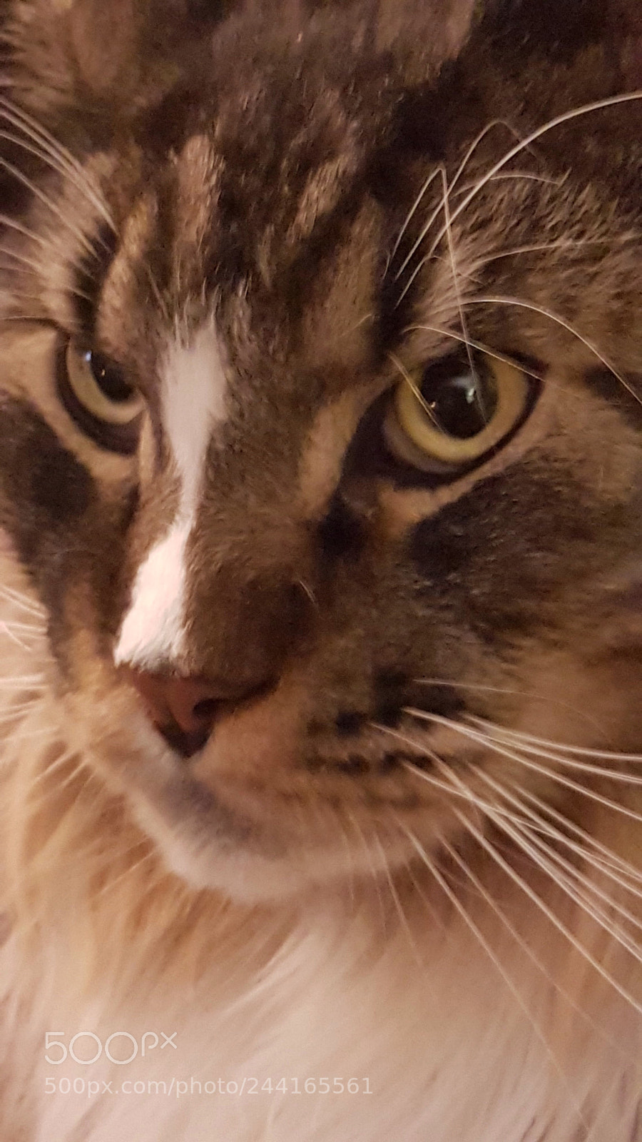 Samsung Galaxy S7 Edge sample photo. Cat photography