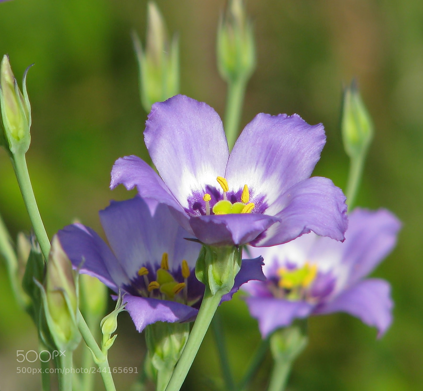 Canon POWERSHOT S5 IS sample photo. Southwest florida wildflowers seaside photography