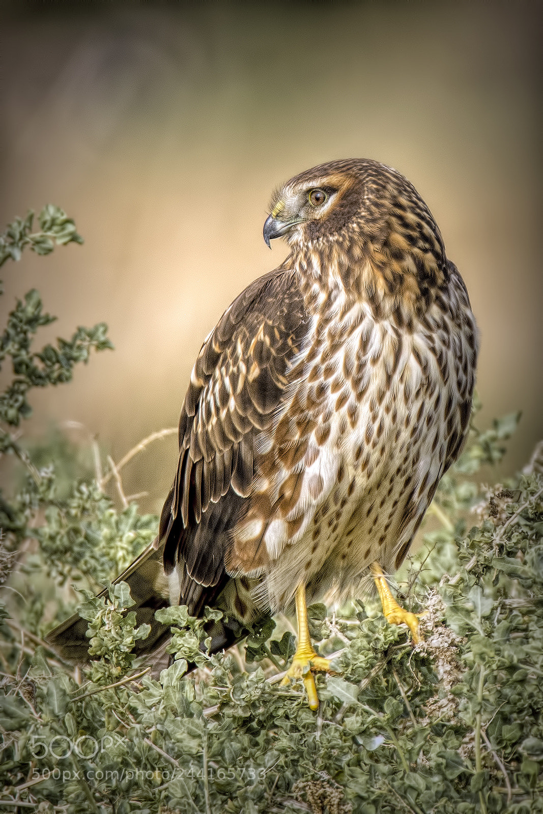 Nikon D500 sample photo. Eyes of a harrier photography