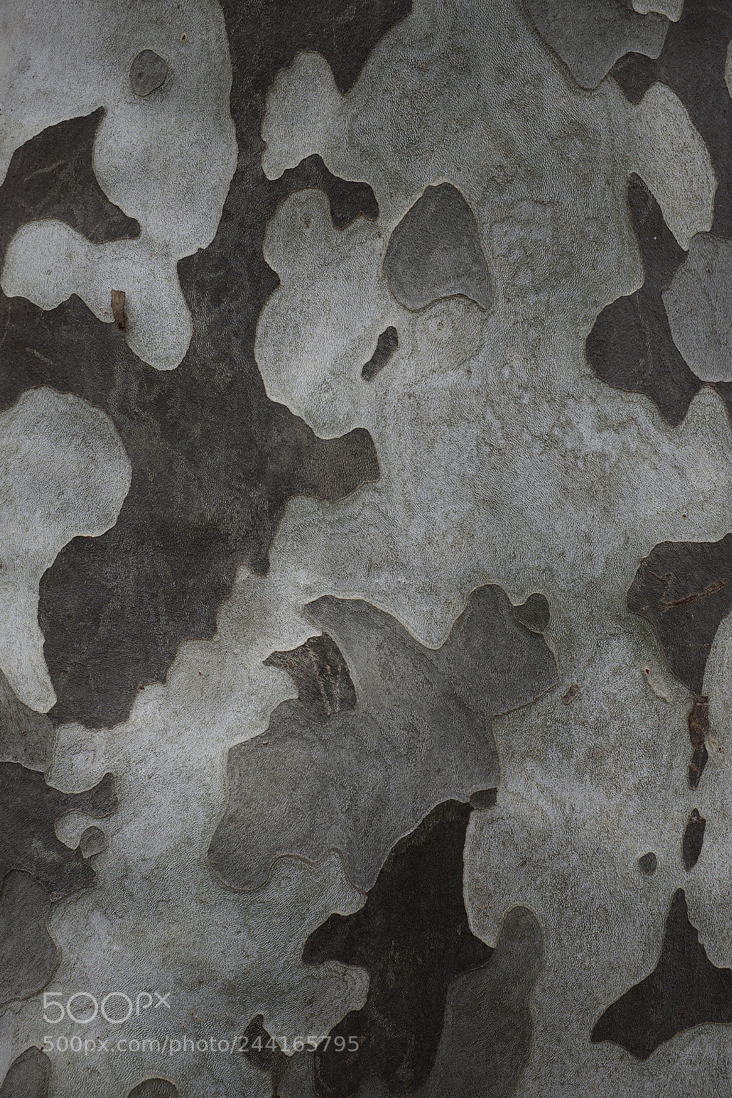 Fujifilm X100S sample photo. Elm camouflage photography