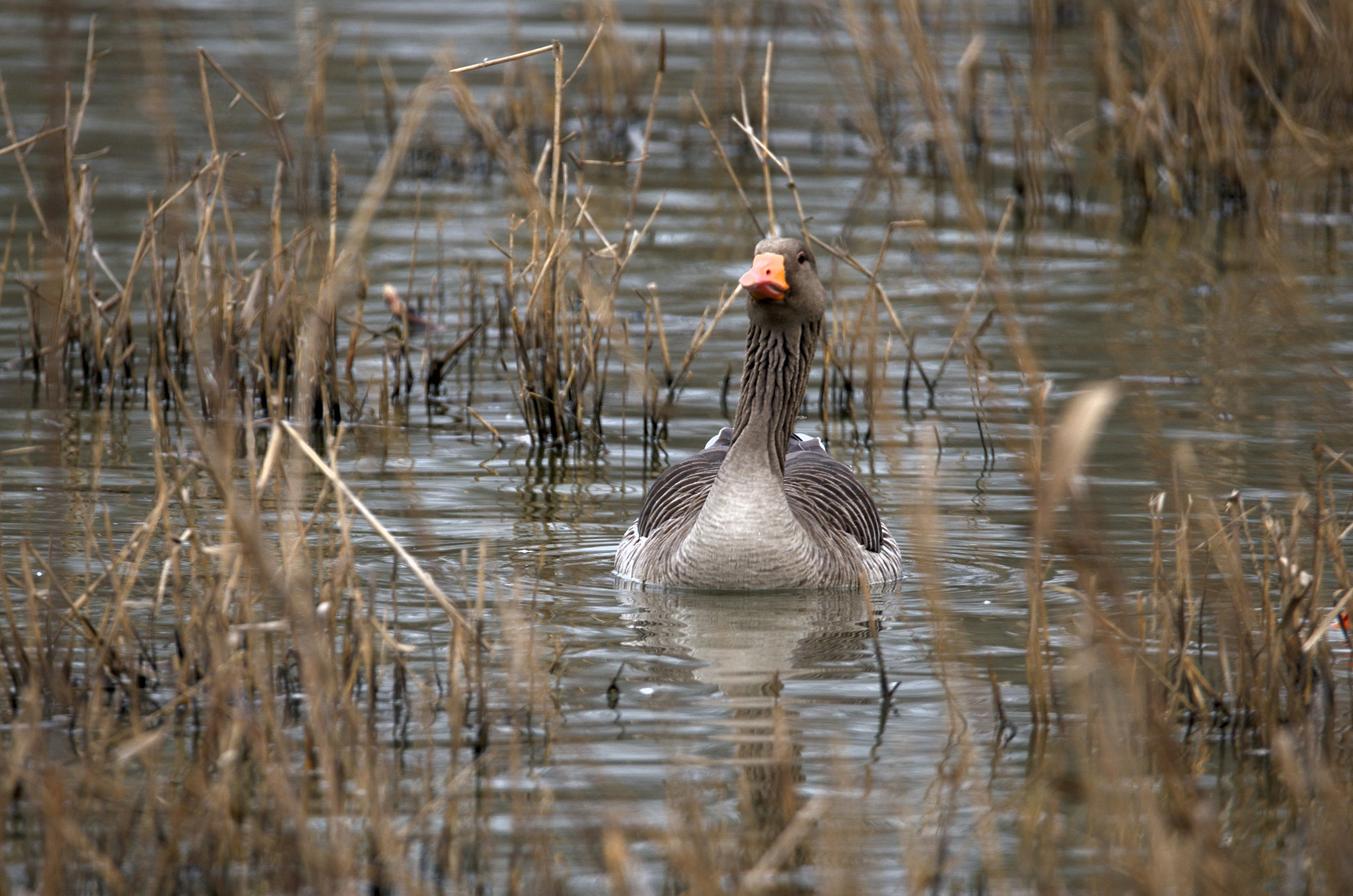 Nikon D7000 sample photo. I'm curious; who's taking pictures? photography