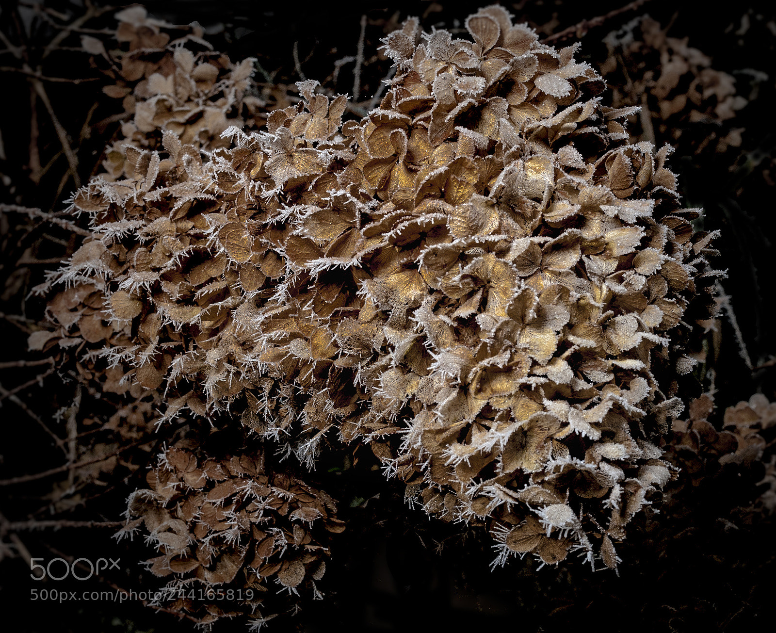 Nikon D300 sample photo. Frozen hydrangea photography