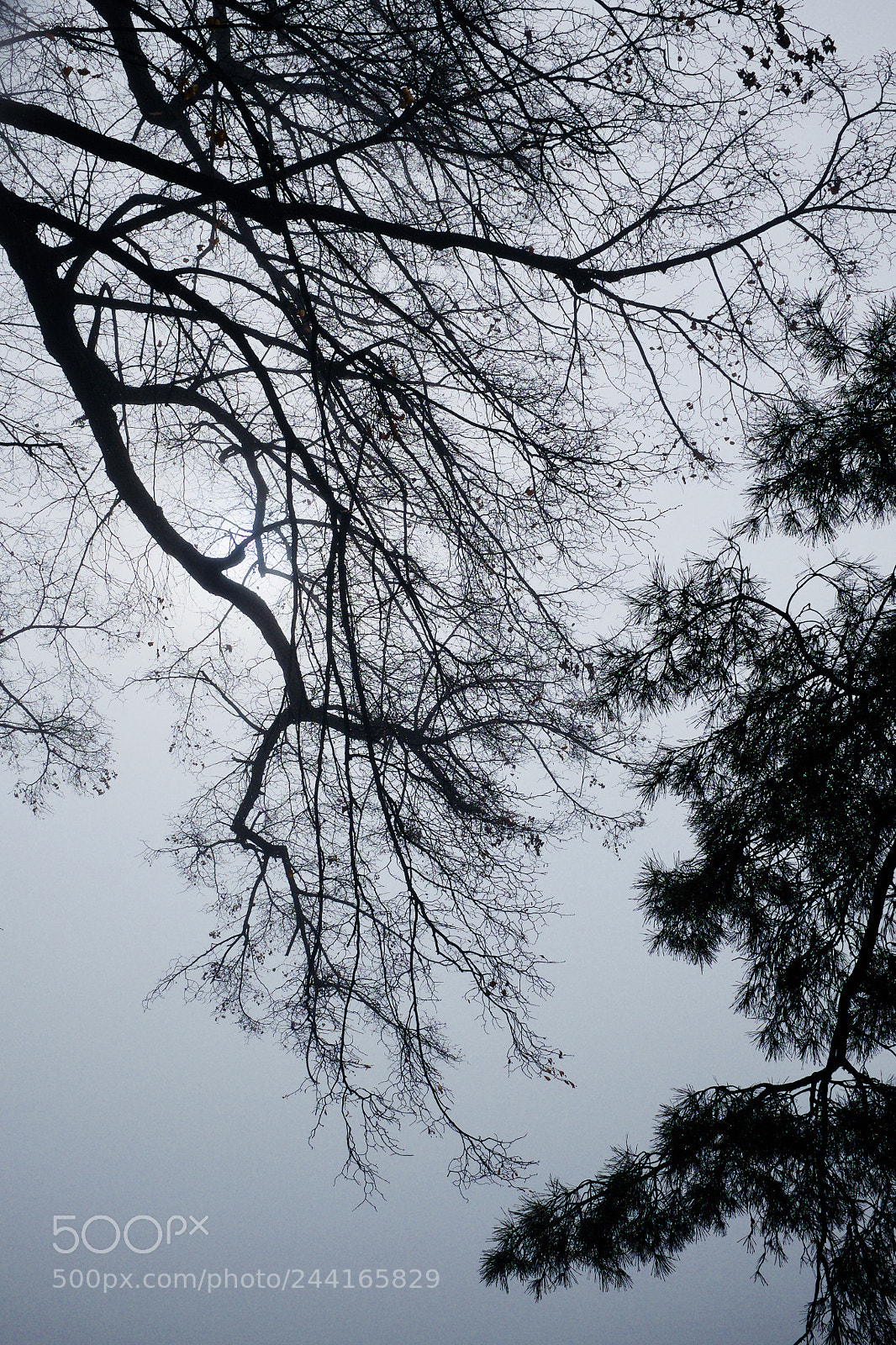 Fujifilm X100S sample photo. The sick sun photography