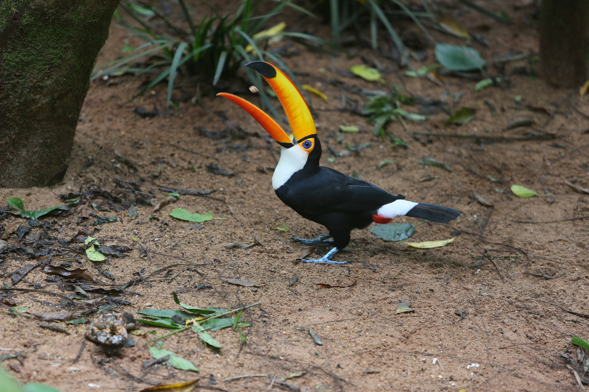 Canon EF 70-200mm F2.8L IS USM sample photo. Tucano brasil photography