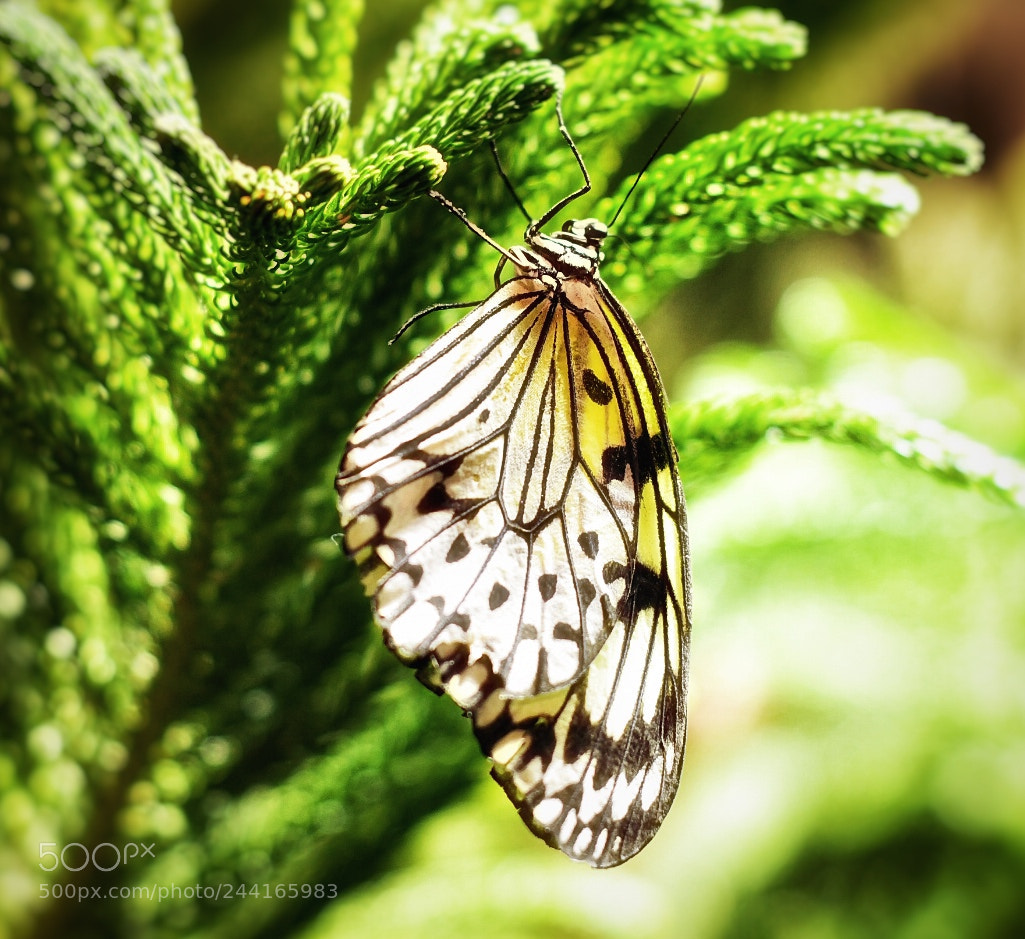 Nikon D7500 sample photo. Butterfly 1 photography