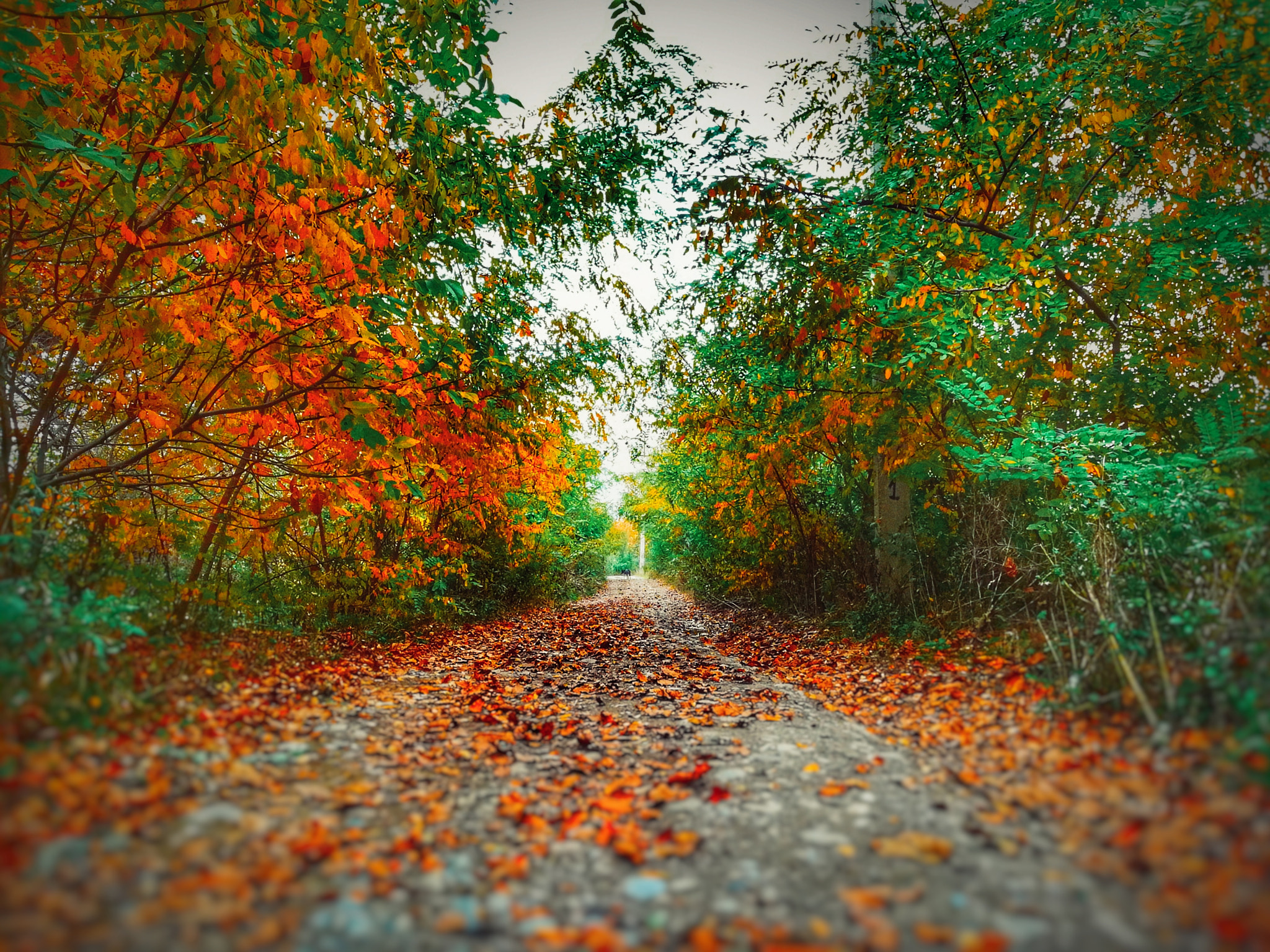 HUAWEI P8 lite 2017 sample photo. Beautiful autumn photography