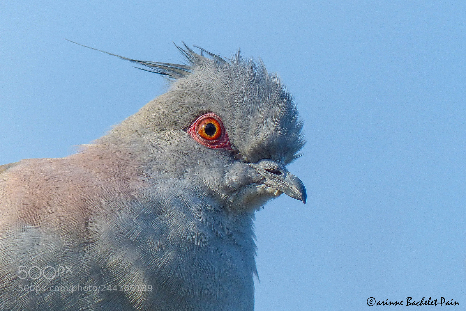 Panasonic Lumix DMC-FZ200 sample photo. Portrait de pigeon de photography