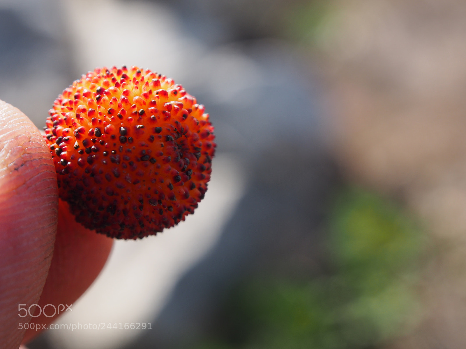 Olympus OM-D E-M5 sample photo. Macro berrry photography