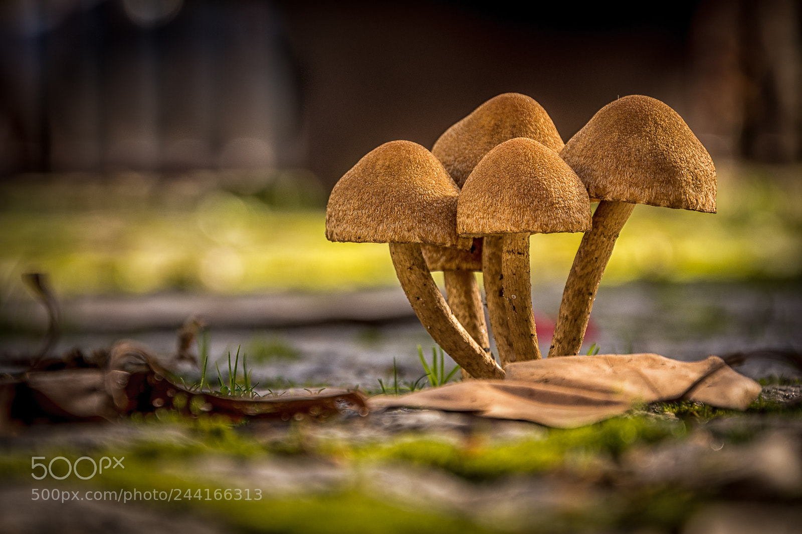 Nikon D7200 sample photo. Tiny mushrooms photography