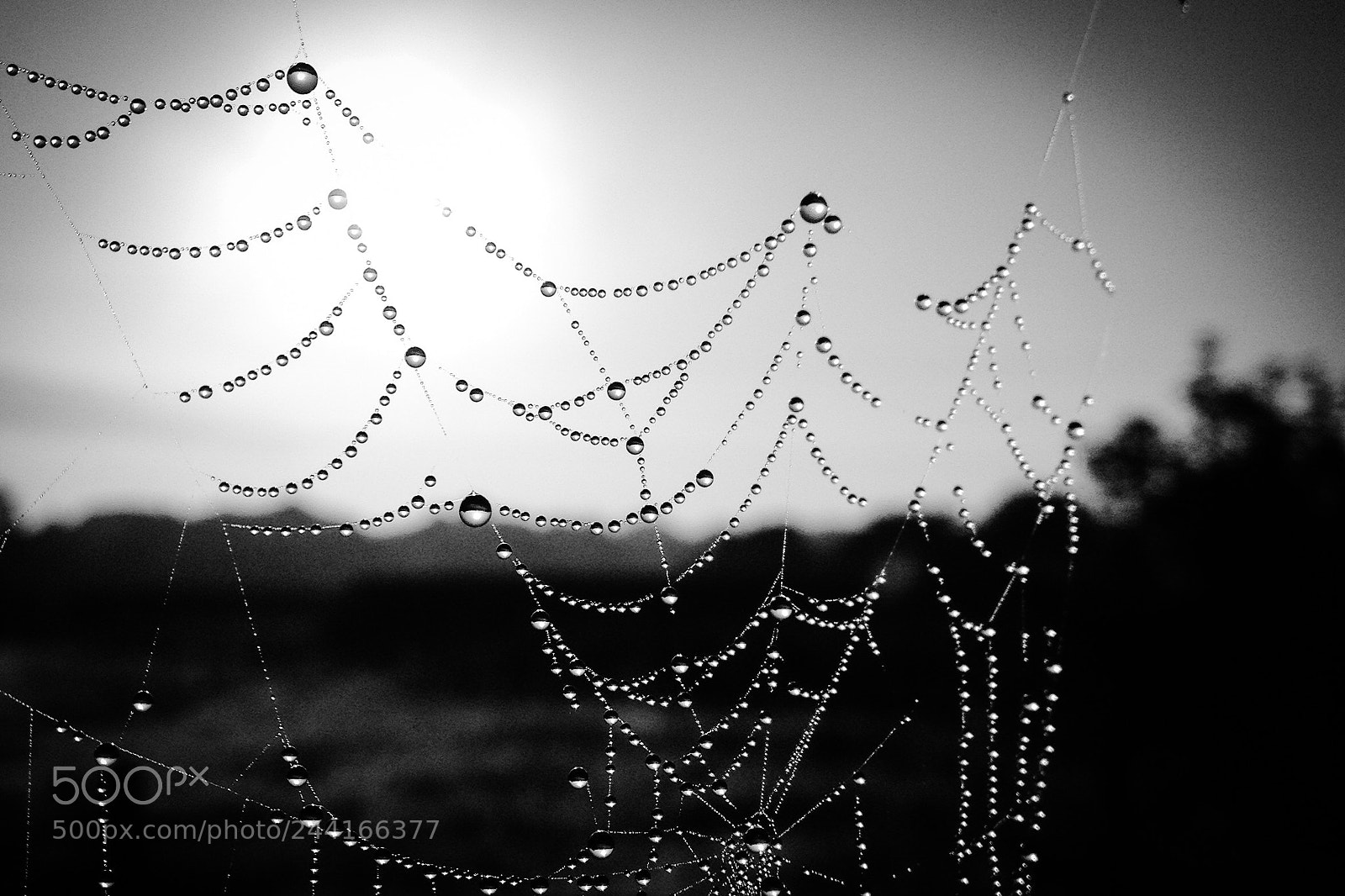 Apple iPhone 4S sample photo. Spiderglass... photography