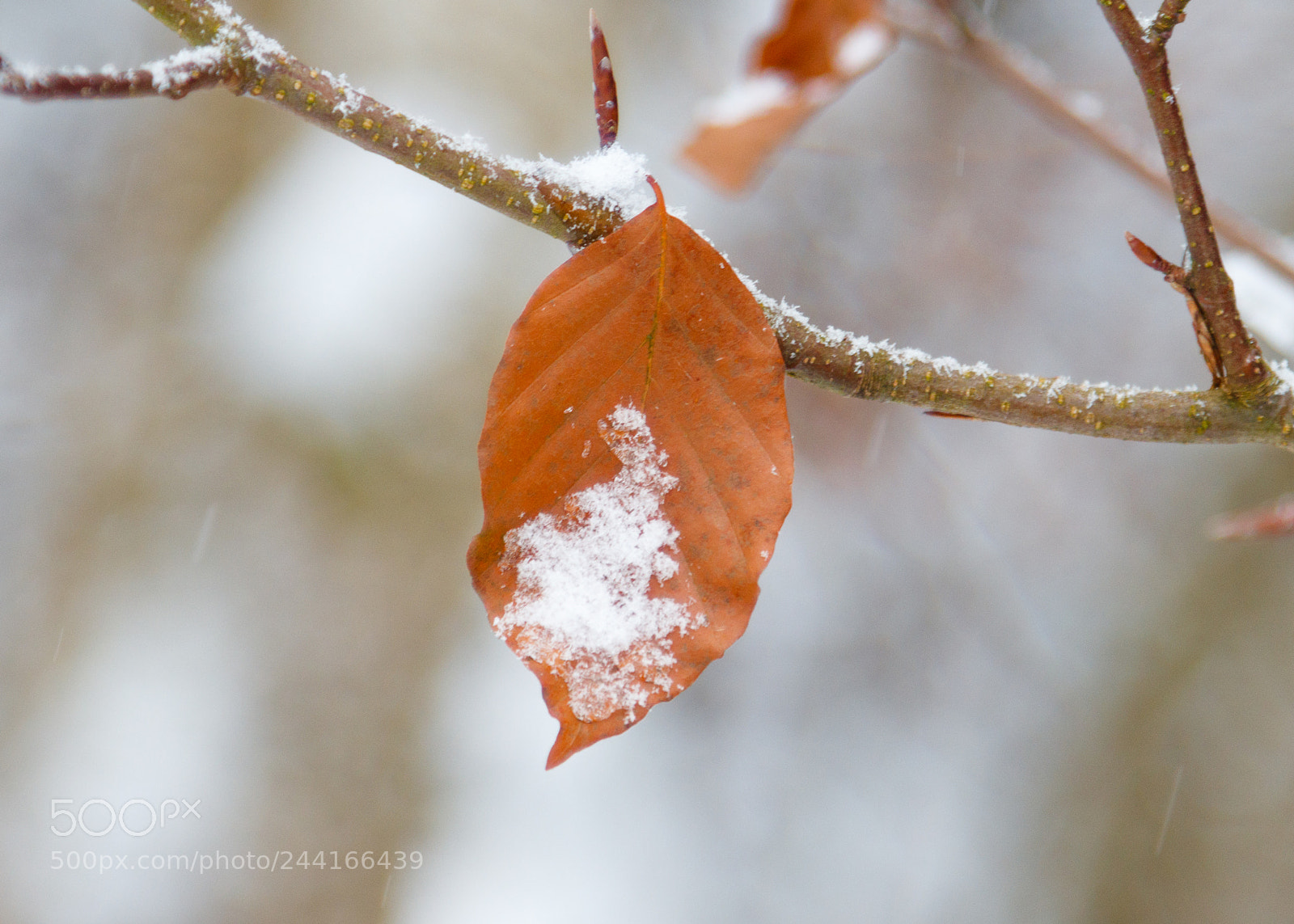 Canon EOS 200D (EOS Rebel SL2 / EOS Kiss X9) sample photo. Red leaves of winter photography