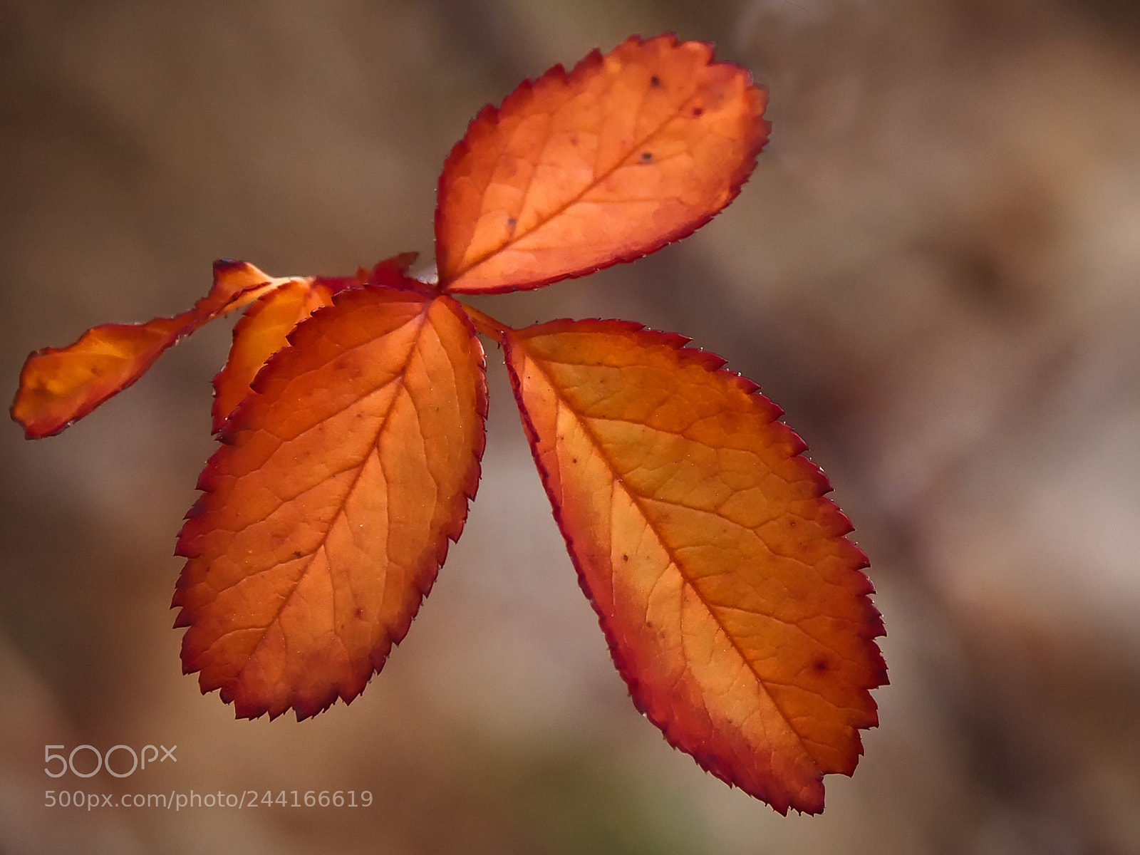 Olympus OM-D E-M5 sample photo. Winter leaves photography