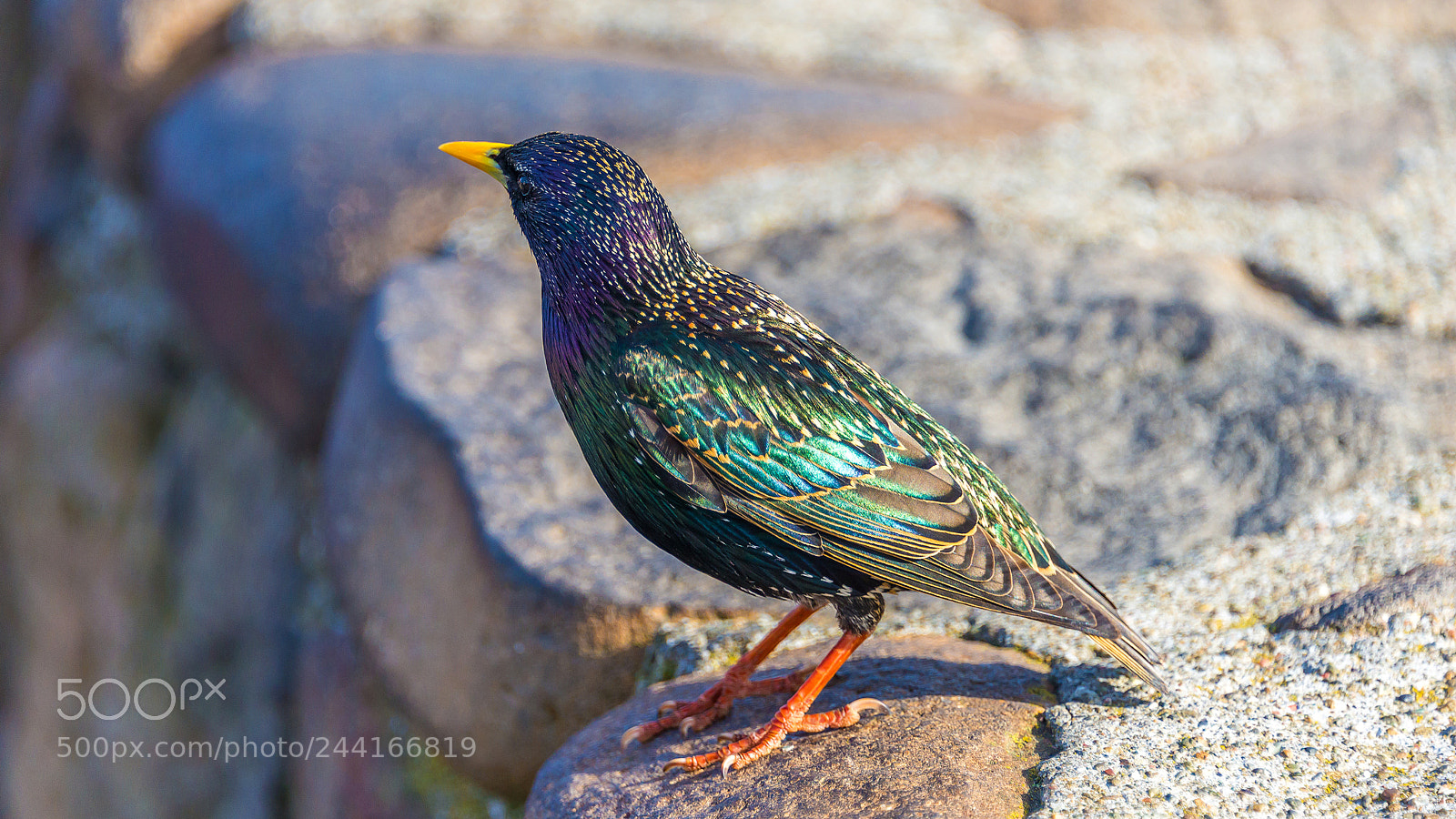 Nikon D610 sample photo. Bird from california photography
