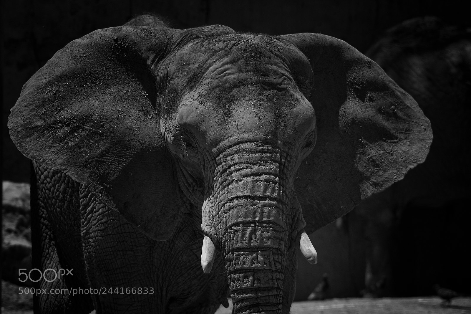 Canon EOS 40D sample photo. Elefant, power photography