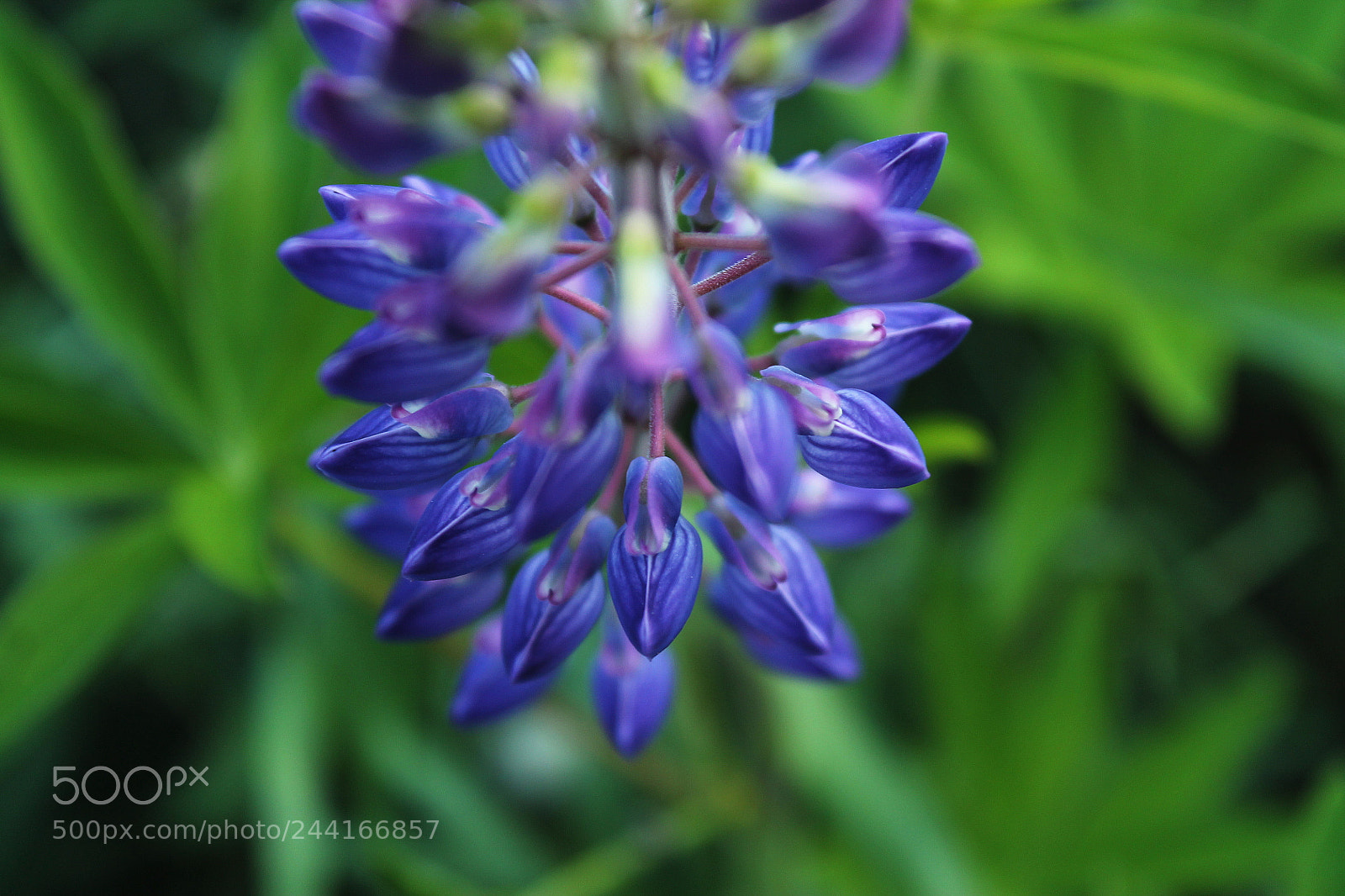 Canon EOS 1100D (EOS Rebel T3 / EOS Kiss X50) sample photo. Photogenic flowers. photography