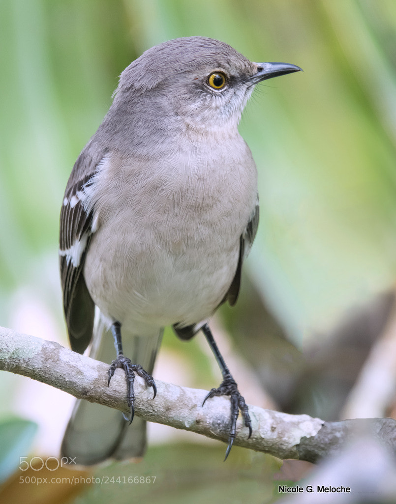 Sony Cyber-shot DSC-RX10 III sample photo. Mocking bird - song photography